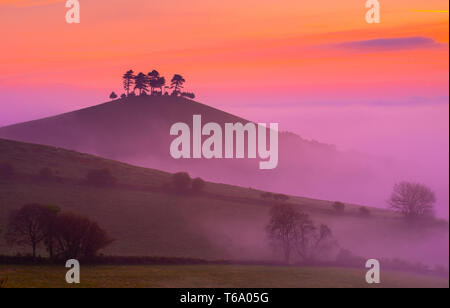 Colmers Hill, Bridport, Dorset, UK. 30 avril 2019. UK : Météo dynamique glorieux lever de soleil à Colmers Hill, Dorset. Les arbres sur l'emblématique monument local sont découpé sur sunrise glorieux de couleurs sur un matin brumeux. Credit : Celia McMahon/Alamy Live News. Banque D'Images