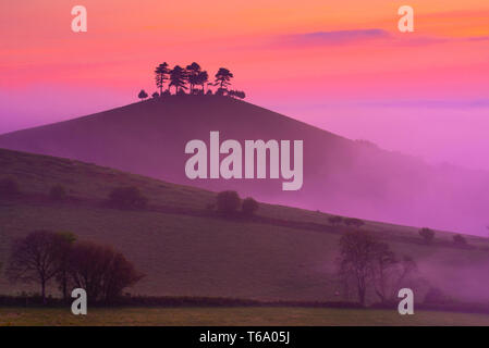 Colmers Hill, Bridport, Dorset, UK. 30 avril 2019. UK : Météo dynamique glorieux lever de soleil à Colmers Hill, Dorset. Les arbres sur l'emblématique monument local sont découpé sur sunrise glorieux de couleurs sur un matin brumeux. Credit : Celia McMahon/Alamy Live News. Banque D'Images