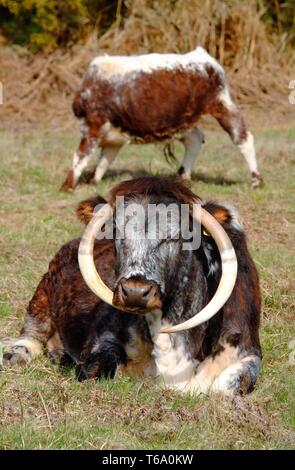 English longhorn le pâturage sur Chailey réserve naturelle commune. Banque D'Images