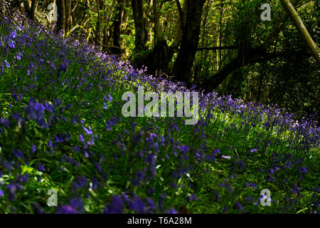 Ardara, comté de Donegal, Irlande. 30 avril 2019. Bluebells (Hyacinthoides) carpet le plancher de bois sur une chaude journée de printemps sur la côte nord-ouest. Crédit : Richard Wayman/Alamy Live News Banque D'Images