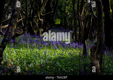 Ardara, comté de Donegal, Irlande. 30 avril 2019. Bluebells (Hyacinthoides) carpet le plancher de bois sur une chaude journée de printemps sur la côte nord-ouest. Crédit : Richard Wayman/Alamy Live News Banque D'Images