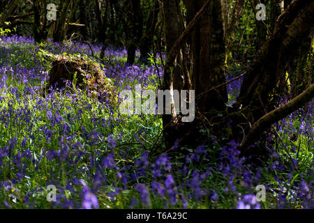 Ardara, comté de Donegal, Irlande. 30 avril 2019. Bluebells (Hyacinthoides) carpet le plancher de bois sur une chaude journée de printemps sur la côte nord-ouest. Crédit : Richard Wayman/Alamy Live News Banque D'Images