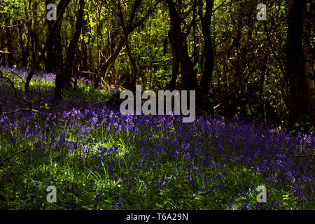 Ardara, comté de Donegal, Irlande. 30 avril 2019. Bluebells (Hyacinthoides) carpet le plancher de bois sur une chaude journée de printemps sur la côte nord-ouest. Crédit : Richard Wayman/Alamy Live News Banque D'Images