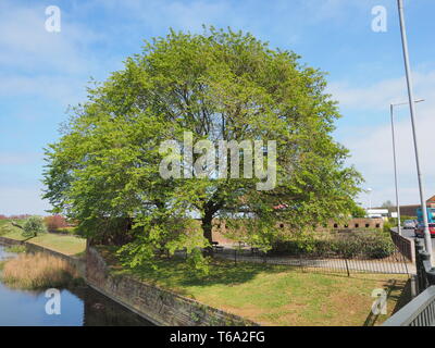 Sheerness, Kent, UK. 30 avril, 2019. Météo France : un après-midi ensoleillé de Sheerness, Kent aujourd'hui. Credit : James Bell/Alamy Live News Banque D'Images