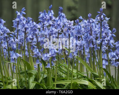 Sheerness, Kent, UK. 30 avril, 2019. Météo France : un après-midi ensoleillé de Sheerness, Kent aujourd'hui. Credit : James Bell/Alamy Live News Banque D'Images