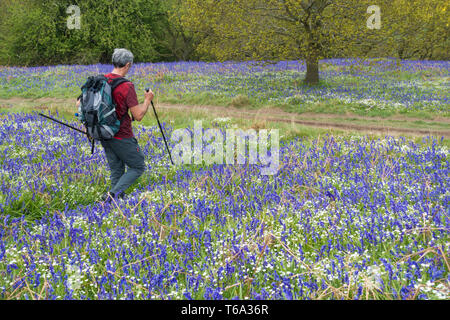 Mâle mature walker, randonneur sur sentier par Bluebells à Newton de bois, près de Roseberry Topping, North York Moors National Park. UK Banque D'Images