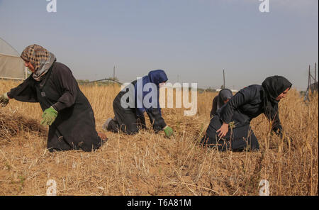 Gaza, bande de Gaza, Palestine. Apr 30, 2019. Les agriculteurs comme de cultures de blé à récolter les champs à Khan Yunis.La récolte de blé a commencé à Gaza, Khan Yunis est l'une des plus grandes régions agricoles de la bande de Gaza. Credit : Yousef Masoud SOPA/Images/ZUMA/Alamy Fil Live News Banque D'Images