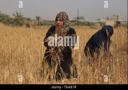 Gaza, bande de Gaza, Palestine. Apr 30, 2019. Les agriculteurs comme de cultures de blé à récolter les champs à Khan Yunis.La récolte de blé a commencé à Gaza, Khan Yunis est l'une des plus grandes régions agricoles de la bande de Gaza. Credit : Yousef Masoud SOPA/Images/ZUMA/Alamy Fil Live News Banque D'Images