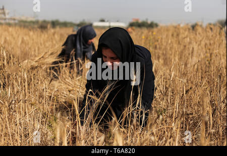 Gaza, bande de Gaza, Palestine. Apr 30, 2019. Les agriculteurs comme de cultures de blé à récolter les champs à Khan Yunis.La récolte de blé a commencé à Gaza, Khan Yunis est l'une des plus grandes régions agricoles de la bande de Gaza. Credit : Yousef Masoud SOPA/Images/ZUMA/Alamy Fil Live News Banque D'Images