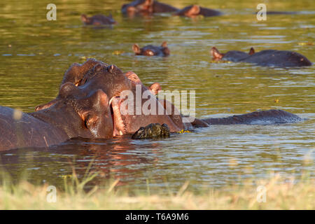 Deux jeunes hommes de combat hippopotamus Hippopotamus Banque D'Images