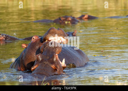 Deux jeunes hommes de combat hippopotamus Hippopotamus Banque D'Images