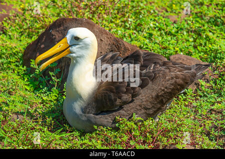 Un mâle albatros des Galapagos (Phoebastria irrorata) entre un tapis vert avec des roches volcaniques sur l'île d'Espanola, parc national des Galapagos, Equateur. Banque D'Images