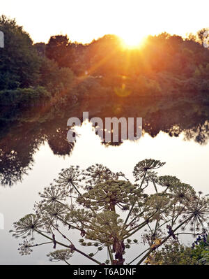 Rivière Ruhr, coucher de soleil, avec la berce du Caucase, la berce du Caucase (Heracleum mantegazzianum Heracleum giganteum) Banque D'Images