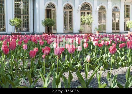 Fleurs tulipes rouges dans le parc contre le bâtiment. Banque D'Images