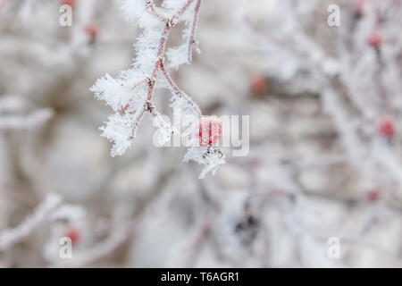 Dog rose hips frosen sur un buisson Banque D'Images