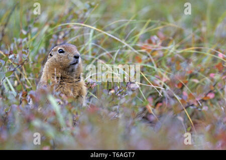 Spermophile arctique vit dans des terriers - Parka - Photo d'Écureuil (adulte) Banque D'Images