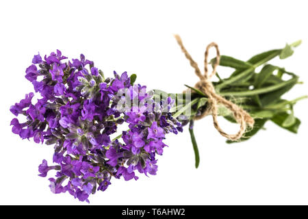 Bouquet de fleurs de lavande sauvage violet, à égalité avec l'arc, isolated on white Banque D'Images