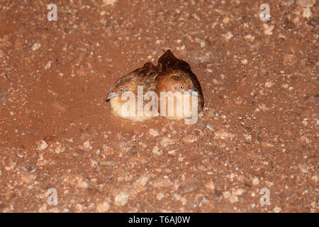 Petit bouton-cailles de nuit dans le nord-ouest de l'Australie Banque D'Images