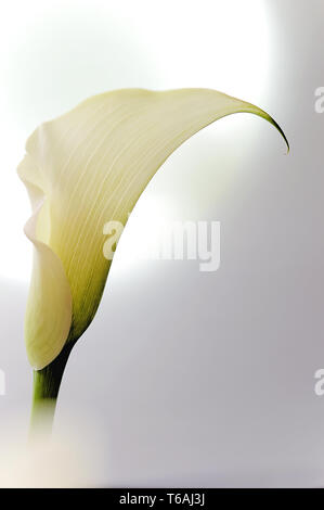 D'une fleur de lis calla blanc (zantedeschia) Banque D'Images