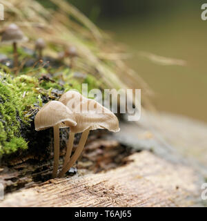 Les champignons sur un tronc d'arbre mort dans la forêt Banque D'Images