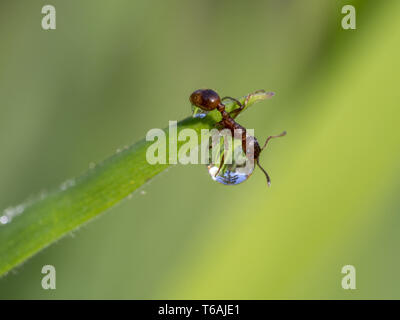 Fourmi de Feu européen sur une goutte d'eau, Myrmica rubra Banque D'Images