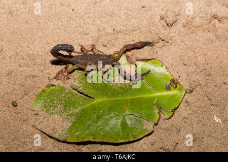 Scorpions, araignées prédatrices Madagascar Banque D'Images