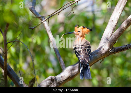 Des oiseaux endémiques de Madagascar huppe malgache Banque D'Images