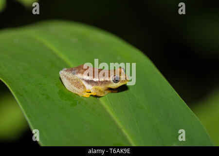 Repéré Madagascar Reed Grenouille, Andasibe Madagascar Banque D'Images