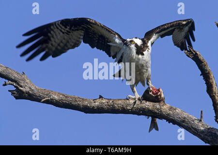 Les Balbuzards, les femelles sont plus grandes et plus lourdes que les mâles / Pandion haliaetus Banque D'Images