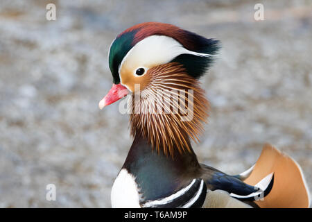 Canard mandarin Banque D'Images