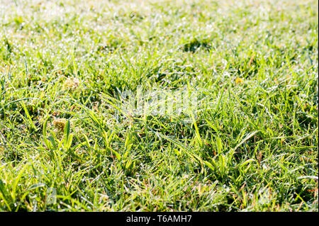 Encore de pelouse à couper l'herbe avec une forte rosée scintillent au printemps aube sunshine comme domaine de gemmes et de cristaux de diamant Banque D'Images