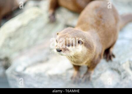 La loutre eurasienne, Lutra lutra Banque D'Images