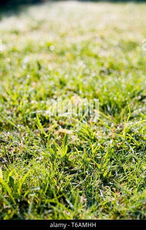 Encore de pelouse à couper l'herbe avec une forte rosée scintillent au printemps aube sunshine comme domaine de gemmes et de cristaux de diamant Banque D'Images