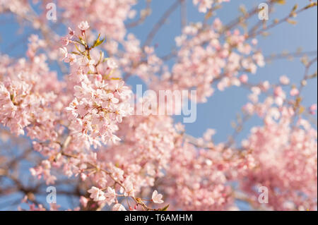 Pendant la floraison des cerisiers en fleur au pic de son cycle est suspendu à des branches aérées avec des fleurs de couleur rose ou blanc arbre Prunus Banque D'Images