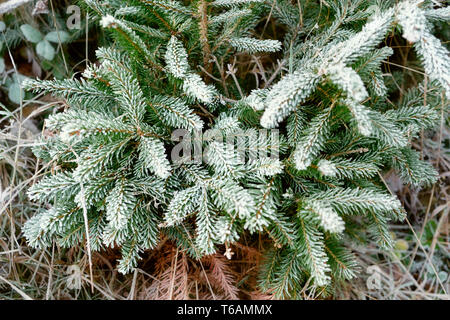 Les branches d'arbres de pins couverts de neige Close Up Banque D'Images