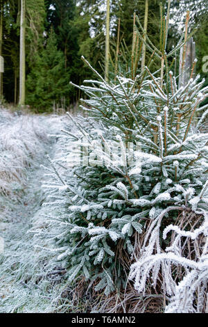 Les branches d'arbres de pins couverts de neige Close Up Banque D'Images