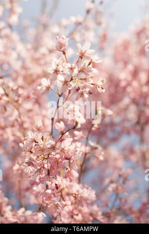 Pendant la floraison des cerisiers en fleur au pic de son cycle est suspendu à des branches aérées avec des fleurs de couleur rose ou blanc arbre Prunus Banque D'Images