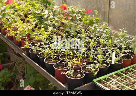 Serre chauffée forçant jardiniers récolte de fleurs, plantes d'être prêt pour le début de l'émission et la plantation dans le jardin en avril où la menace de frost Banque D'Images