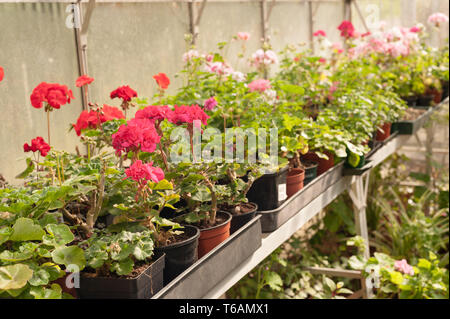 Serre chauffée forçant jardiniers récolte de fleurs, plantes d'être prêt pour le début de l'émission et la plantation dans le jardin en avril où la menace de frost Banque D'Images