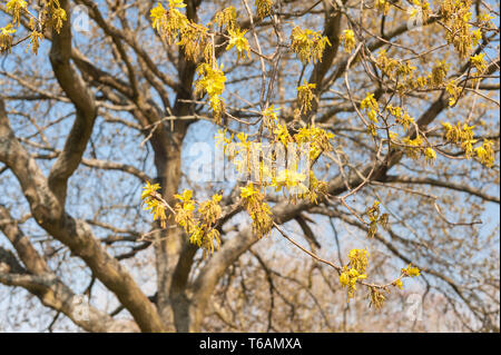 Fleurs abondantes et de chatons Arbre de chêne avec de nouvelles feuilles commencent à se développer, l'une des premières causes de fièvre des foins provenant d'arbres en avril contre le ciel bleu Banque D'Images