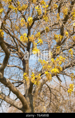 Fleurs abondantes et de chatons Arbre de chêne avec de nouvelles feuilles commencent à se développer, l'une des premières causes de fièvre des foins provenant d'arbres en avril contre le ciel bleu Banque D'Images