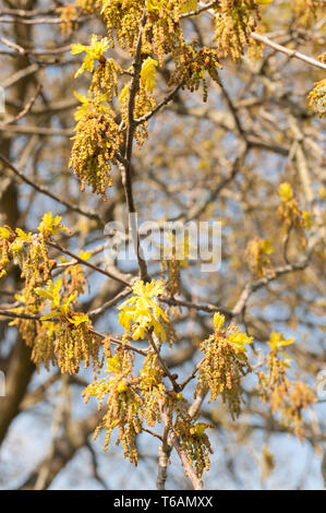 Fleurs abondantes et de chatons Arbre de chêne avec de nouvelles feuilles commencent à se développer, l'une des premières causes de fièvre des foins provenant d'arbres en avril contre le ciel bleu Banque D'Images