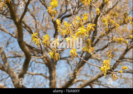 Fleurs abondantes et de chatons Arbre de chêne avec de nouvelles feuilles commencent à se développer, l'une des premières causes de fièvre des foins provenant d'arbres en avril contre le ciel bleu Banque D'Images