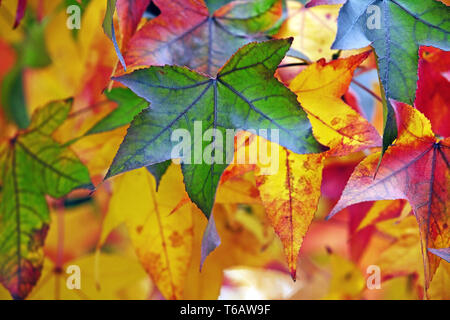 Noyer satiné, Liquidambar, Red Gum (liquidamber styraciflua), les feuilles d'automne Banque D'Images