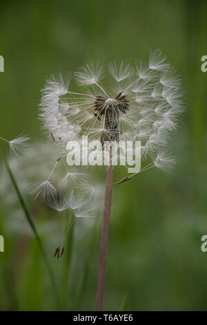 Graines de pissenlit dans la lumière du soleil du matin souffle loin sur un fond vert frais Banque D'Images