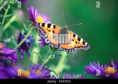 Papillon, petite écaille sur aster Banque D'Images