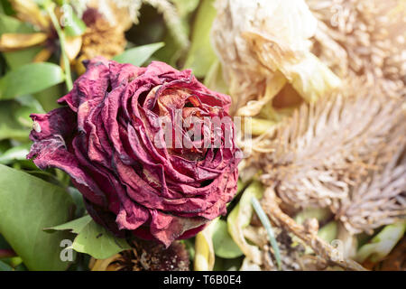 Macro d'une rose rouge flétri Banque D'Images