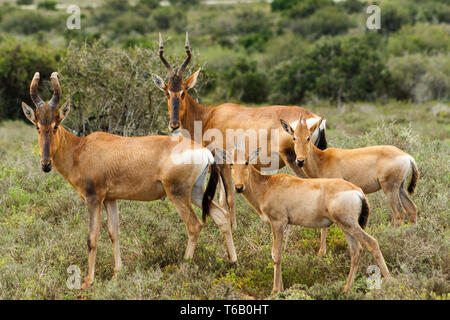 La famille - Rouge Harte-beest - Alcelaphus buselaphus caama Banque D'Images