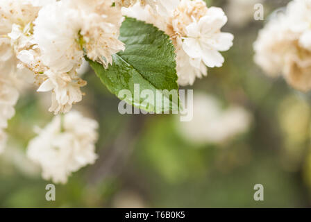 Fleurs de cerisier sur arrière-plan flou Banque D'Images