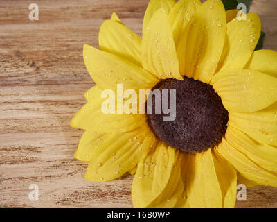 Graines de tournesol le tournesol et dispersés sur fond de bois Banque D'Images